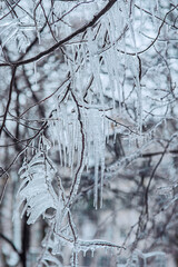 Many frozen transparent icicles hanging on tree branches with snowy overcast winter background: outdoor  frosty nature wallpaper, vertical orientation