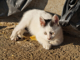 Homeless frightened white kitten among the garbage on the street