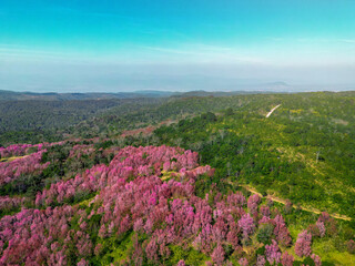 Aerial view of pink cherry blossom trees on mountains. unseen in Thailand. beautiful landscape...