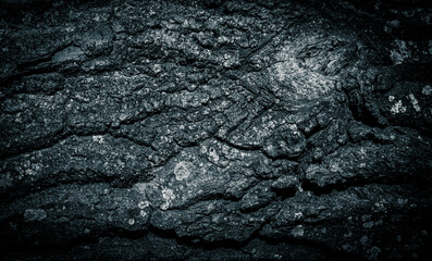 Abstract dark background. Bark of an old tree. Black and white image.