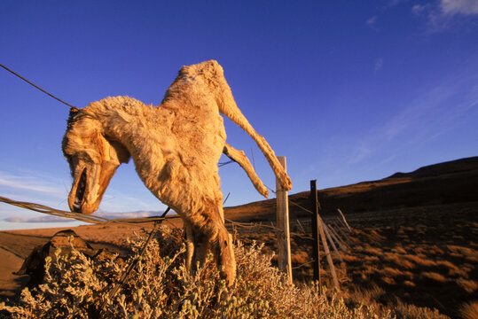 Dead Red Fox, Argentina