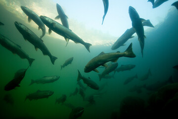 Coho salmon make thier way upstream  in the Salmon river.