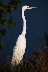 Egret Portrait