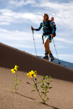Woman and daughter using skis on the sand, Great Sand Dunes National Park, Colorado.
