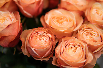 Red roses background. Romance love valentine day decoration bouquet bloom rose © TaylerDerden