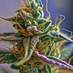 A close-up vibrant coloered  marijuana plant