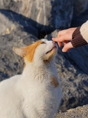 Girl's hand touching the nose of a white cat close-up