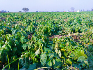Potato agriculture, potato harvest, potato field