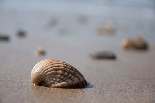 Close up of sea shell on beach near atlantic ocean