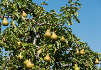 Pears hang on a tree ready for harvest.