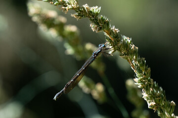 Blue Damselfly (Austrolestes colensonis, in Māori: kekewai)  a common native New Zealand damselfly. It is resting on a stalk.