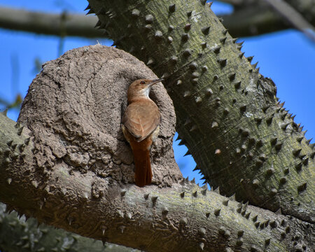 rufous hornero (Furnarius rufus), national bird of Argentina and Uruguay