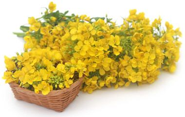Closeup of mustard flower