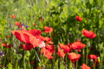 Field of red ANZAC poppies in summer.