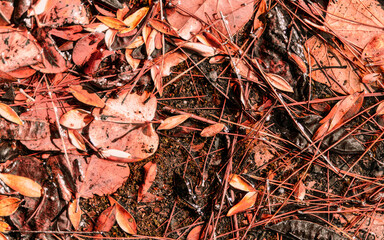 A feast of colorful leaves lay on the ground. Fall and winter relaxing image with natural earthy colors.