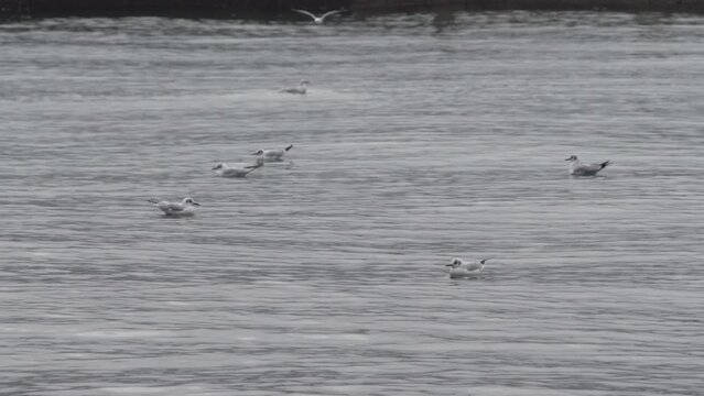 M&ouml;wen schwimmen im Meer und eine M&ouml;we landet 