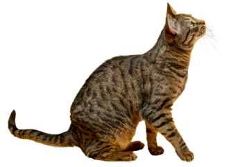PNG. A cute tabby cat is ready to jump.