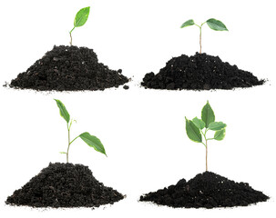 Growing plant in soil isolated on a white background. Plant germination and growth.