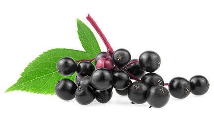 European elderberry isolated on a white background. Elderberry leaves and fresh black berries of Sambucus. - 564753453