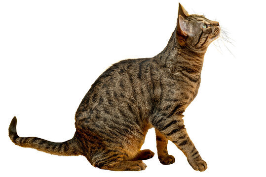 PNG. A cute tabby cat is ready to jump.