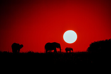Fototapeta na wymiar Elephants Sunrise