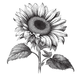 Sunflower flower sketch hand drawn line art Vector illustration © BigJoy