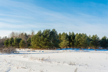 A snowy field with dry grass breaking through, a forest dominated by coniferous trees. Winter landscape on a sunny day with blue sky and transparent light clouds
