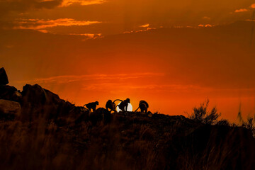 silhouette of a baboons at sunset