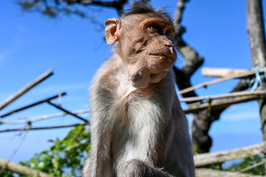 portrait of a macaque
