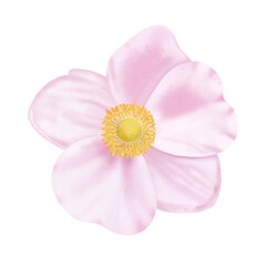 Pink flower isolated on white background, digital drawing.