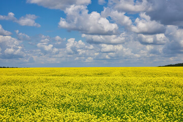 breathtaking view of rapeseed flowers growing in the field under a cloudy and sunny blue sky