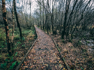 Weg durch einen Wald Schottlands
