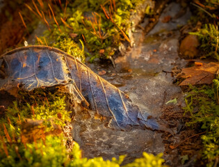 Spring has come early this year, the snow is melting and puddles are forming everywhere