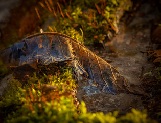 Spring has come early this year, the snow is melting and puddles are forming everywhere