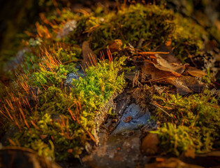 Spring has come early this year, the snow is melting and puddles are forming everywhere
