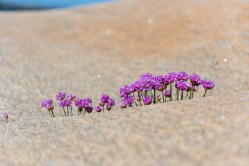 sea thrift Armeria maritima growing out of a small crack in a cliff by the sea.