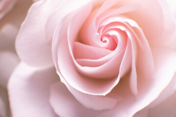 Obraz na płótnie Canvas Macro photo of a white and pink rose flower.