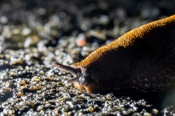 Brown spanish slug hurrying over asphalt.