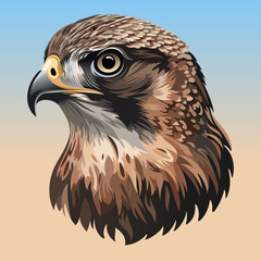 Falcon head. Vector color illustration.