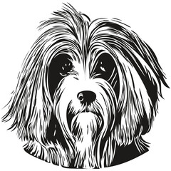 Havanese dog hand drawn vector logo drawing black and white line art pets illustration