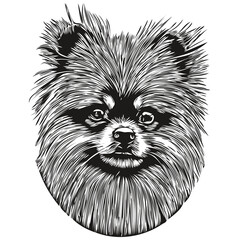 Pomeranian spitz dog line art hand drawing vector logo black and white pets illustration