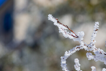 Macro photo of ice and snow on the leaves. winter photo. White snow covering the leaves of the trees. winter storm.
