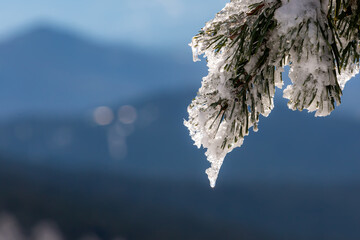 Macro photo of ice and snow on the leaves. winter photo. White snow covering the leaves of the trees. winter storm.