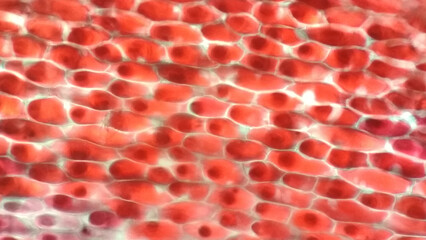 Hibiscus flower epidermal tissue. Plant tissue/ cell. Live cell. Microscipic image with selective...