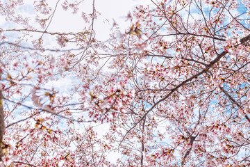 Flor de &aacute;rbol de Cerezo en primavera.