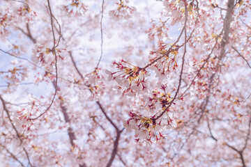 Flor de árbol de Cerezo en primavera.