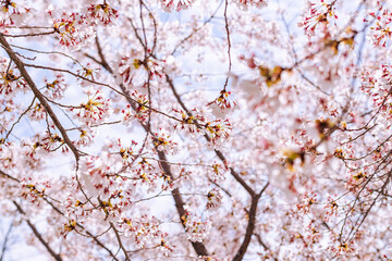 Flor de árbol de Cerezo en primavera.