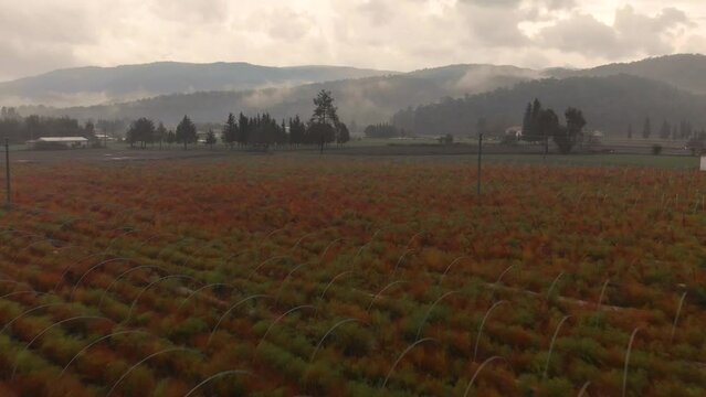 Cultivated fields for agriculture and foggy covered mountains, shooting with drone. Akyaka, Ula, Mugla, Turkey