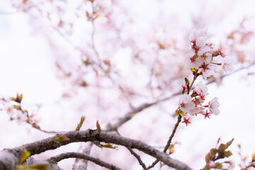 Obraz premium Flor de árbol de Cerezo en primavera.