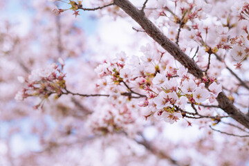 Flor de árbol de Cerezo en primavera.